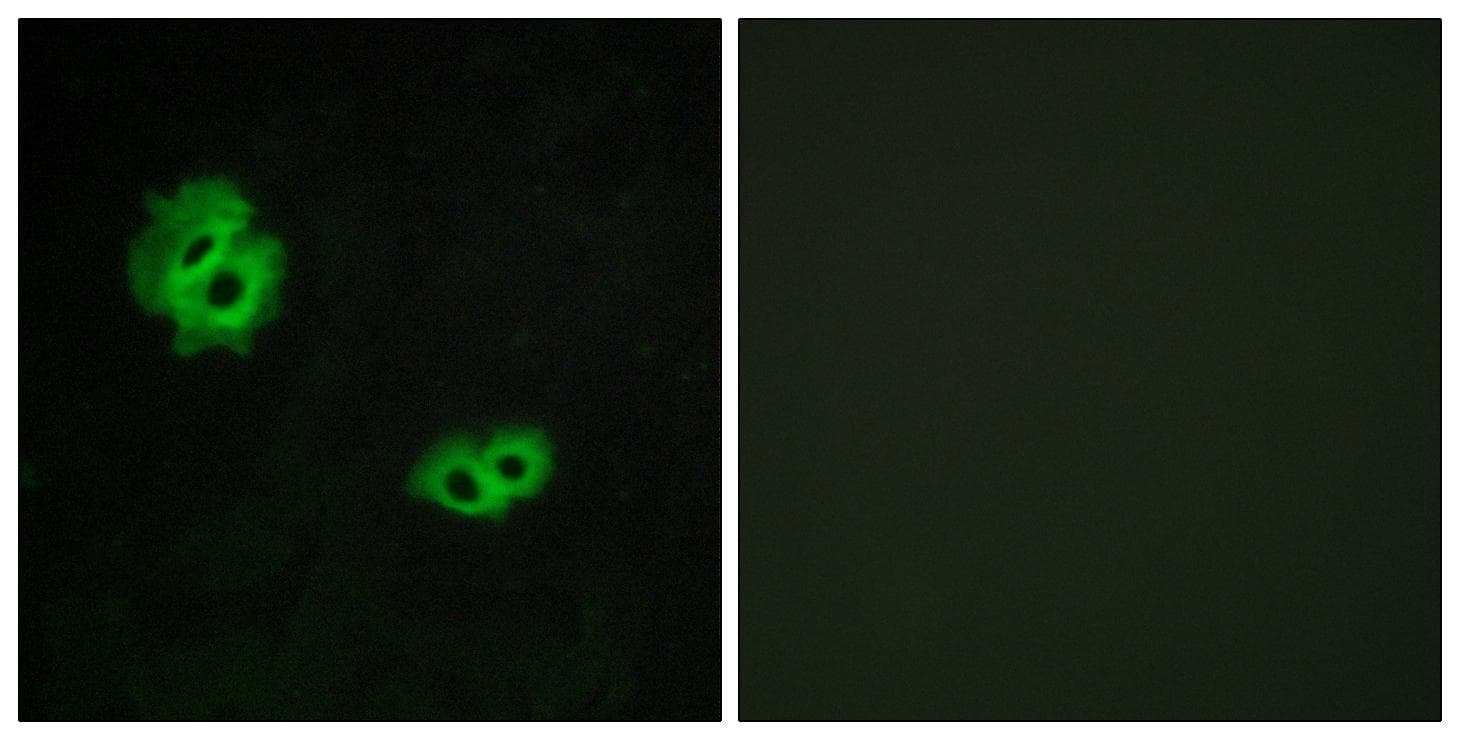 Polyclonal Rabbit anti-Human GPR171 Antibody (IF, WB)