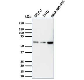 TP63 / p63 Antibody (clone TP63/1786, Azide-free, BSA-free)
