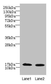 FAM136A Antibody