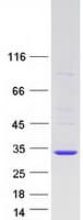 Human TC21 / RRAS2 Protein (Recombinant Myc-DDK (Flag))