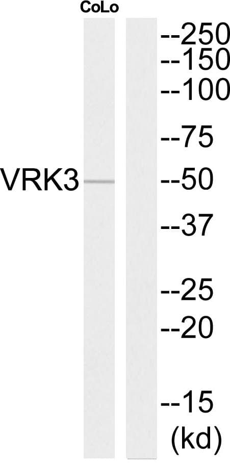 VRK3 Antibody
