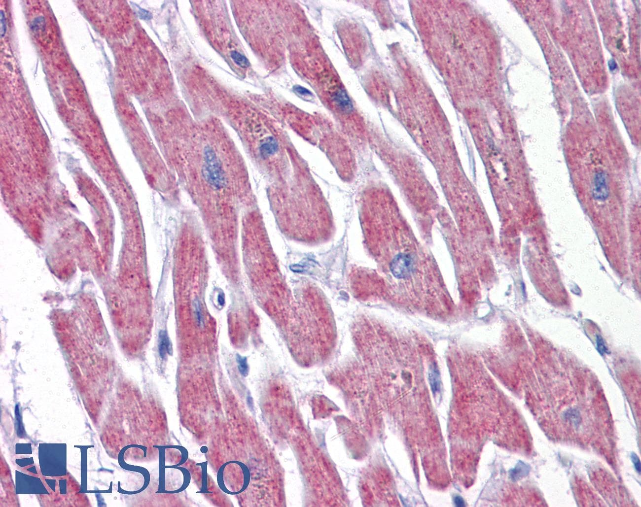 IHC-plus™ ATP5E Antibody (clone 2F3)