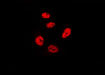 CHFR Antibody