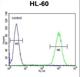 Polyclonal Rabbit anti-Human WDR93 Antibody (aa572-600, WB)