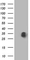 MOB1B / MOBKL1A Antibody (clone OTI2H4)