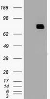 MX1 / MX Antibody (clone OTI2G12)