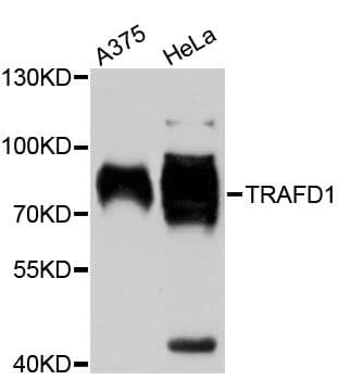 TRAFD1 / FLN29 Antibody