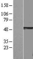 GSDMA Protein (Over-Expression Lysate Myc-DDK (Flag))