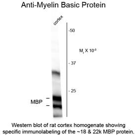 MBP / Myelin Basic Protein Antibody