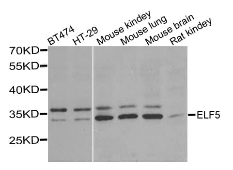 ELF5 Antibody