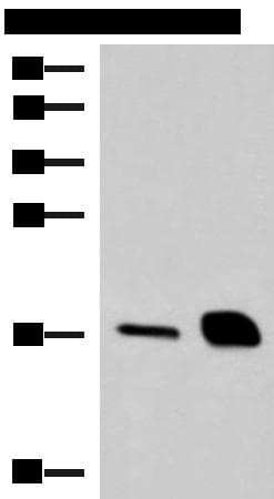 Ribonuclease A / RNASE1 Antibody