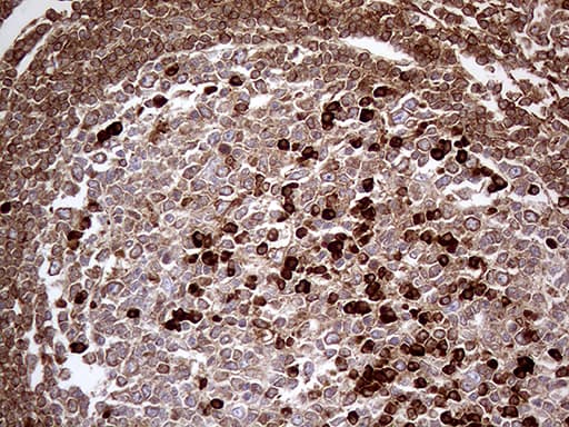 METTL7A Antibody (aa34-104, clone OTI4B10, Carrier-free)