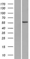 USP30 Protein (Over-Expression Lysate Myc-DDK (Flag))