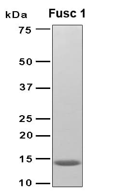 Fusarium culmorum 60S acidic ribosomal protein P2, Allergen Fus c 1 (Recombinant 6His, N-terminus)
