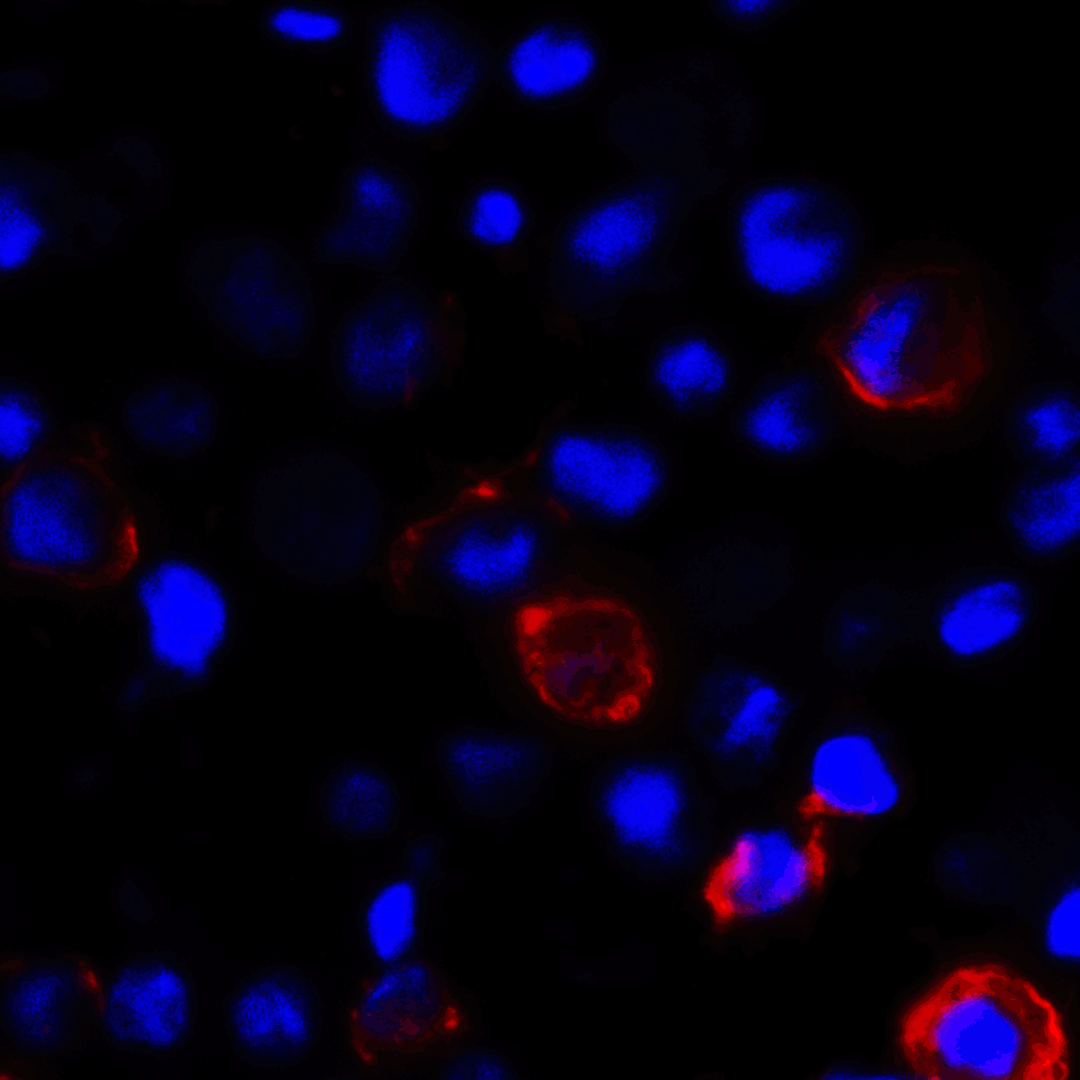 Monoclonal Mouse anti-Human CD80 Antibody (clone 8G12, IHC, IF)