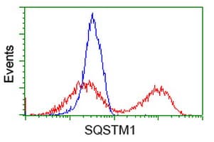 SQSTM1 Antibody (clone OTI7F6)