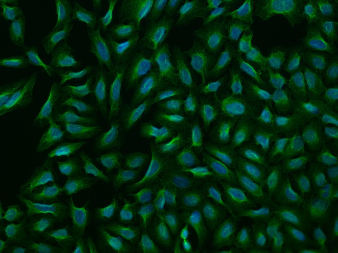 ZSCAN22 Antibody