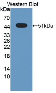 SPRED2 Antibody (aa1-418, PE)