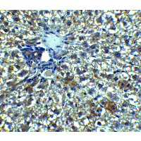 Polyclonal Rabbit anti-Human ANGPTL8 / Betatrophin Antibody (IHC, IF, WB)