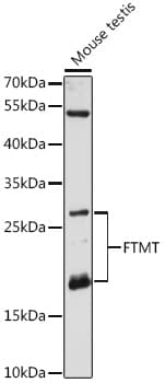 Polyclonal Rabbit anti-Human FTMT / MTF Antibody (WB)