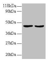 TNFRSF14 / CD270 / HVEM Antibody