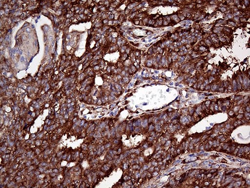 RPL10A Antibody (clone OTI4B2)