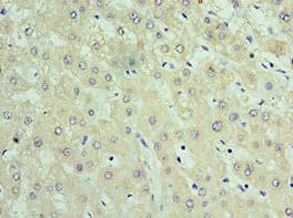 TIMM21 Antibody (aa1-248)