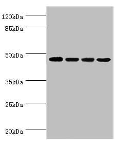 INHBA / Inhibin Beta A Antibody