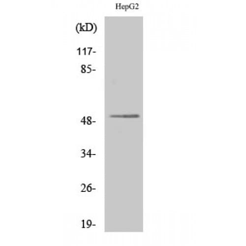 SH2D2A Antibody (180-260 aa, Internal)