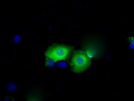 BDH2 Antibody (clone OTI2G1)