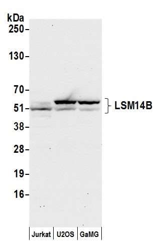 LSM14B Antibody (aa335-385)