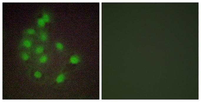 Polyclonal Rabbit anti-Human HAND1 Antibody (IF)