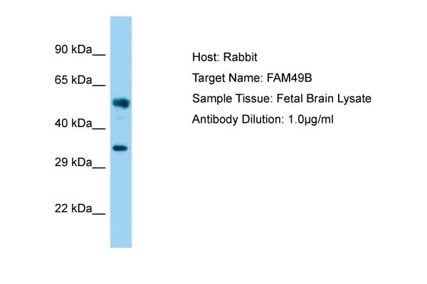 FAM49B / L1 Antibody (aa22-71)