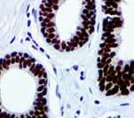 FOXP3 Antibody