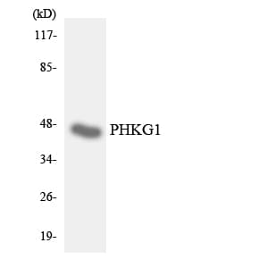 Polyclonal Rabbit anti-Human PHKG1 Antibody (aa234-283, WB)