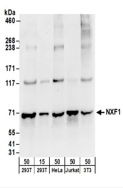 Polyclonal Rabbit anti-Human NXF1 / TAP Antibody (aa569-619, WB)