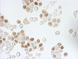 BrdU Antibody (clone 7F12)