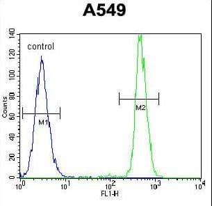 Polyclonal Rabbit anti-Human HN1 / ARM2 Antibody (aa58-86, IF, WB)