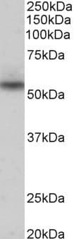 NPRL3 Antibody (aa29-42)