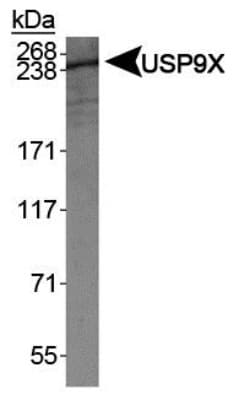 USP9X / FAM Antibody