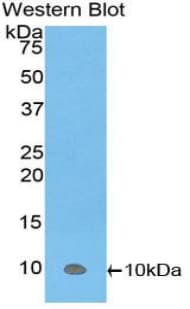 PKIA Antibody (aa13-71, Cy3)
