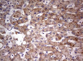 HADH Antibody (aa57-314, clone OTI1D8)