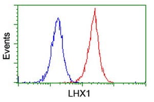LHX1 Antibody (clone OTI2A4)