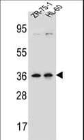 LUZP2 Antibody (aa96-124)