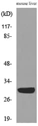 FGF5 Antibody