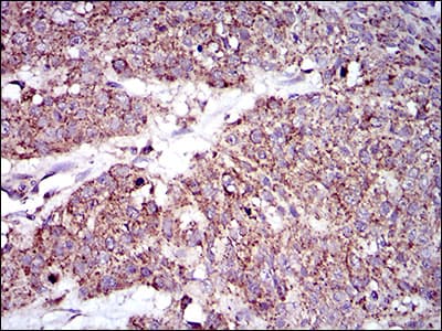 MRPL42 / MRPS32 Antibody (aa142-203, clone 3H6G11)
