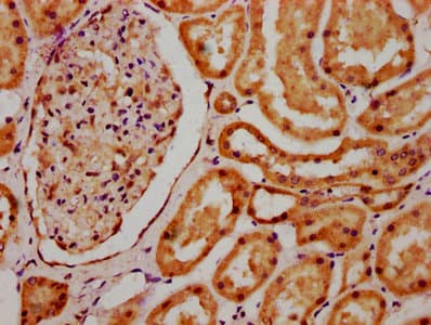 SCLY Antibody
