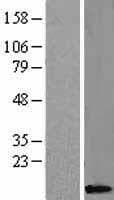 CASP8 / Caspase 8 Protein (Over-Expression Lysate Myc-DDK (Flag))