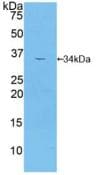 MAP2K2 / MKK2 / MEK2 Antibody (aa44-313)