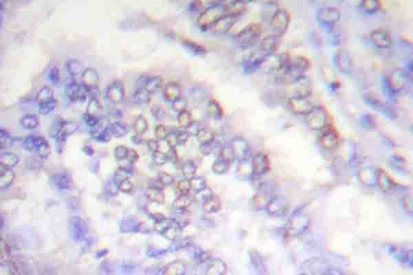 Histone H3 Antibody (Ala1)